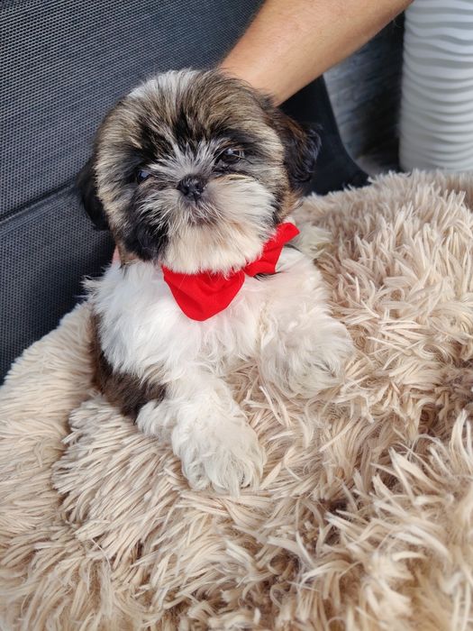 Piękna sunia Shih Tzu z rodowodem