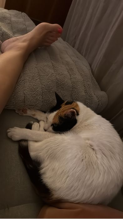 Gata adulta muito meiga procura família para adoção responsável
