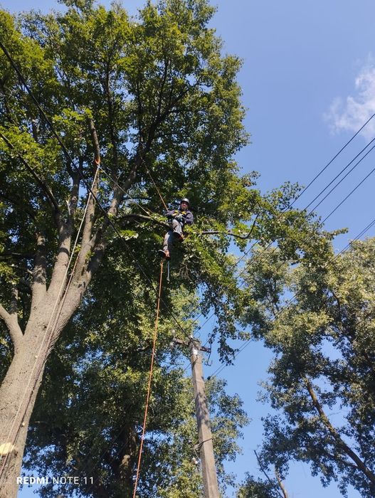 Спилювання аварійних дерев