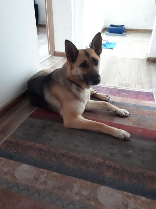 Szuczka w typie ON do adopcji.