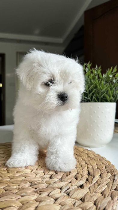 Chłopczyk Mini Maltańczyk z Rodowodem