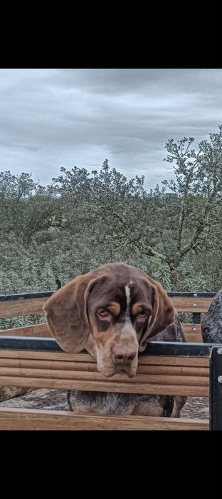 Cachorros de raça pachon navarro crusados