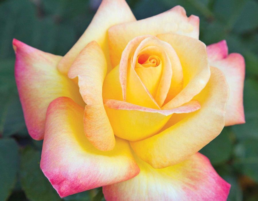 Roseira que dá ROSAS da PAZ, flores lindissimas