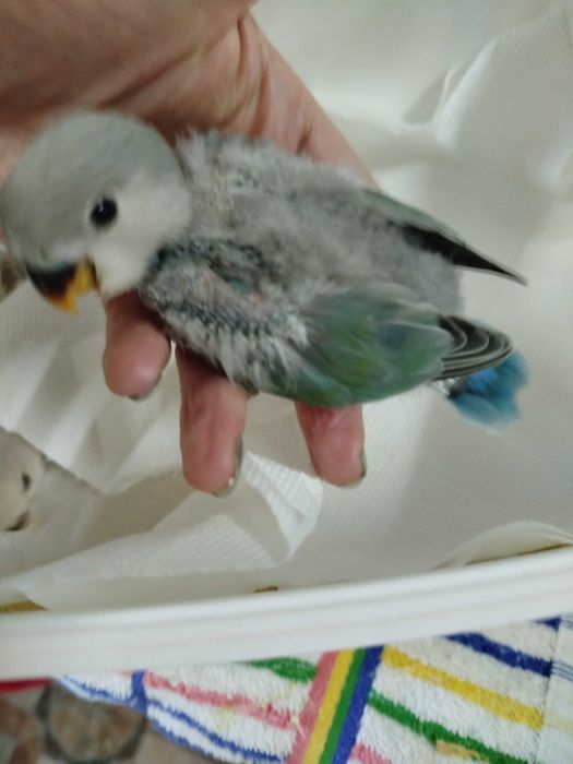 Roseicollis para acabar criar á mão