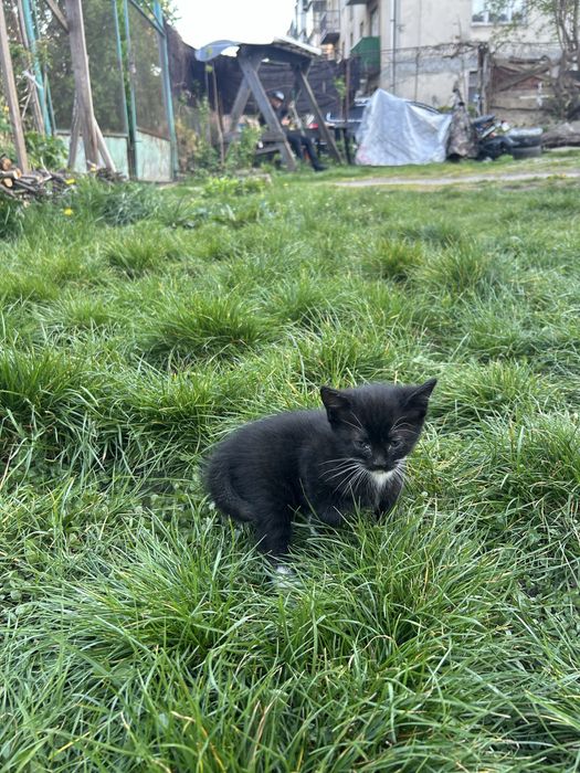 Віддам в добрі руки котиків