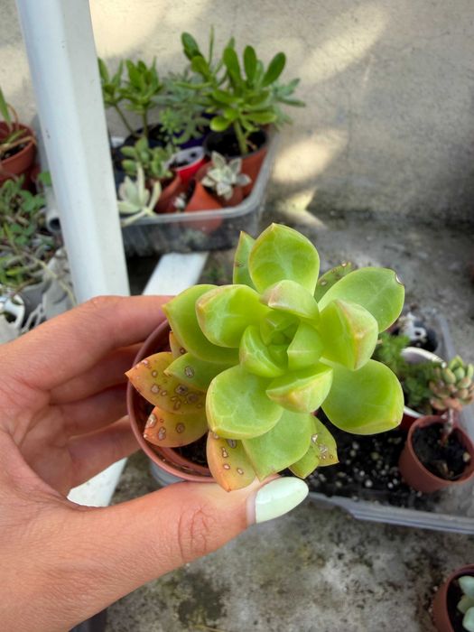 Suculentas variadas 1,5€ cada