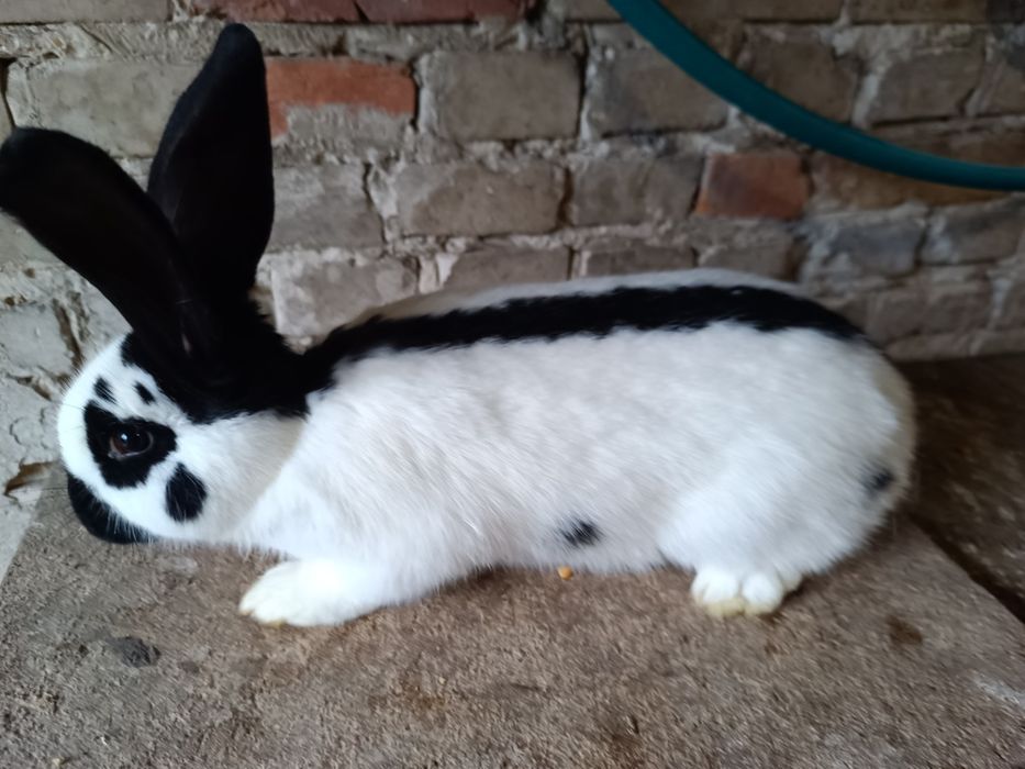 Samiec, samczyk srokacz niemiecki