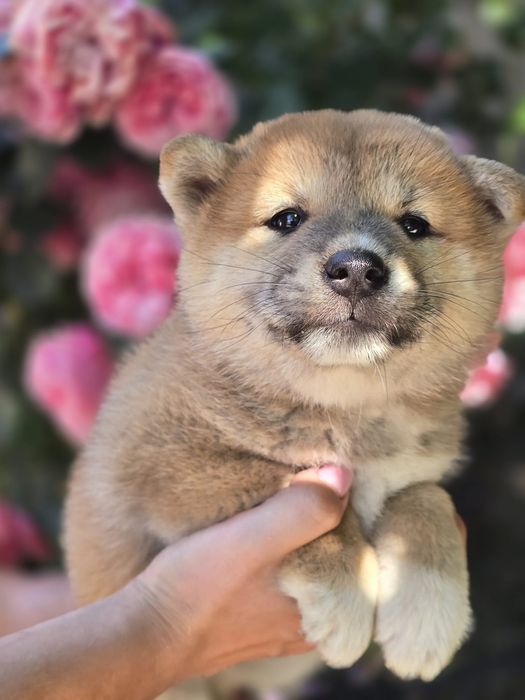 SHIBA INU suczka szczenię z metryką do rezerwacji