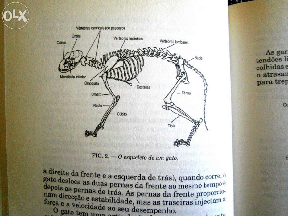 Como tratar do seu gato alimentação, variedades,doenças e tratamento