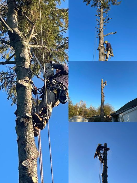 Обрізка дерев обрізання зрізка спил аварійних дерев, Буськ