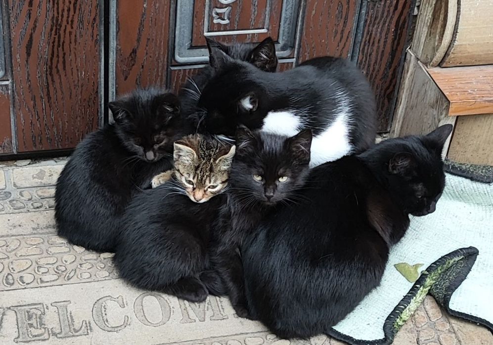 Отдам в хорошие руки котят