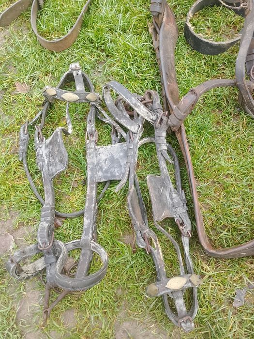 Janczary kona uprzosz