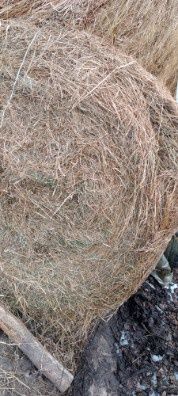 Siano baloty 120x120