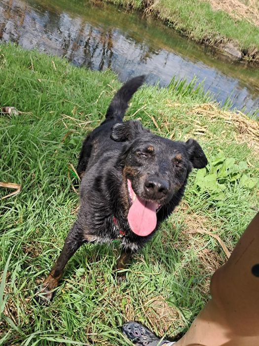 Odin do pilnej adopcji!