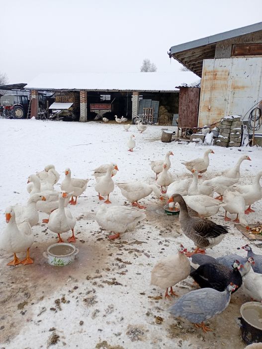 Samce perliki kolorowe.