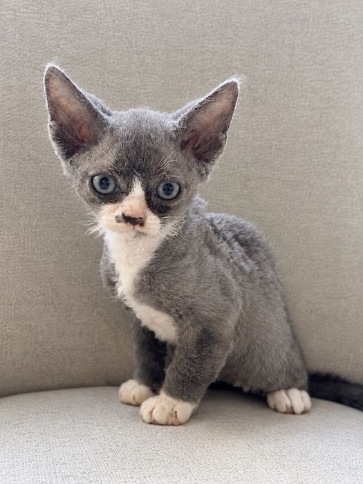 Devon Rex rezerwacja
