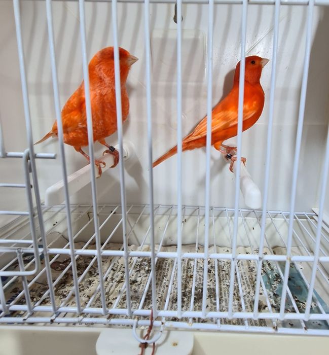 Canários vermelhos