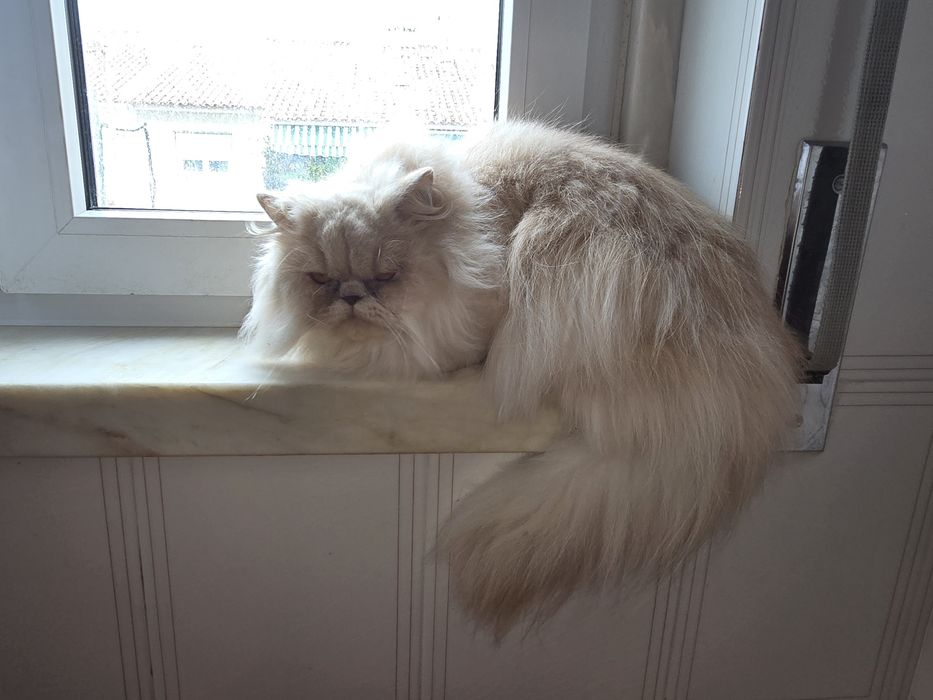 Gata persa creme