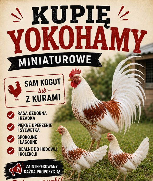 Bantamki koguty, liliputy japonki Seramy kury miniaturowe