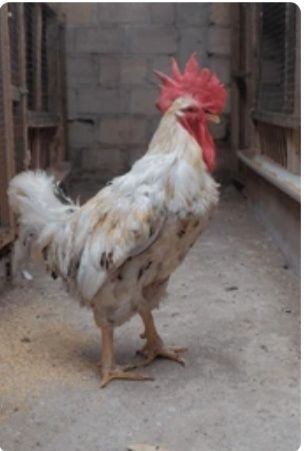 Продаю бройлер живою вагою від 3 кг.