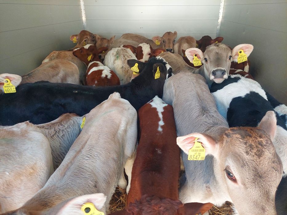 Mięsne cielęta byczki Brąszewice