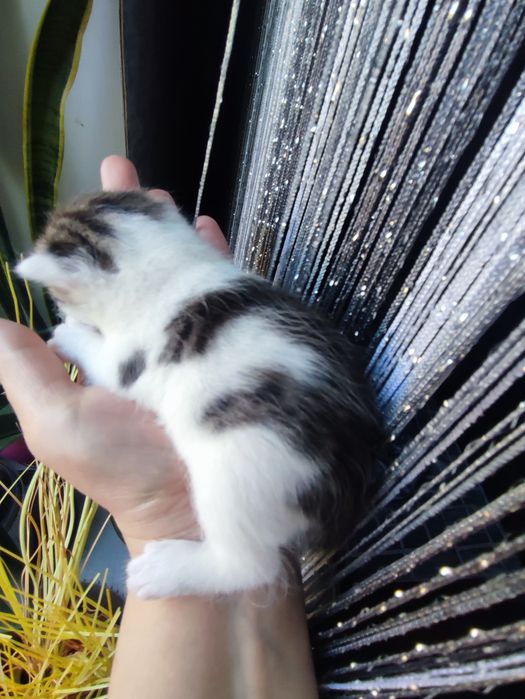 Кошенятко дівчинка.