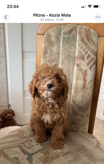Cavapoo f1b cudna ruda sunia