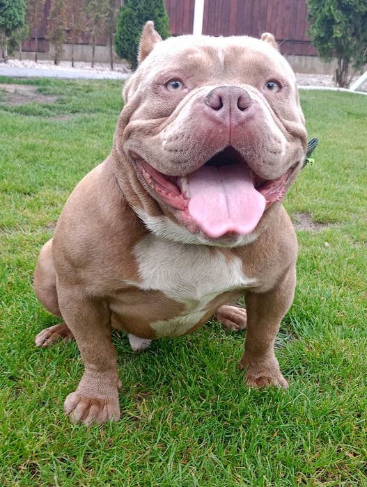 American Bully pocket reproduktor krycie