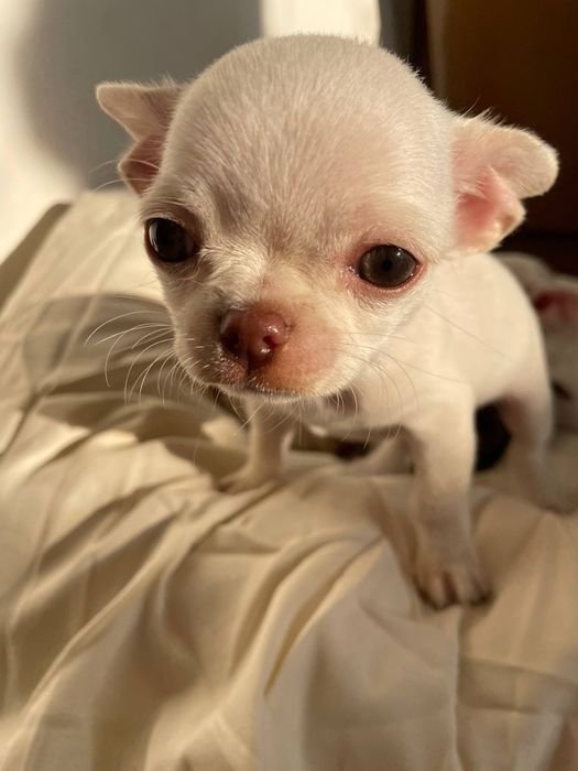 Короткошерстний хлопчик чіхуахуа