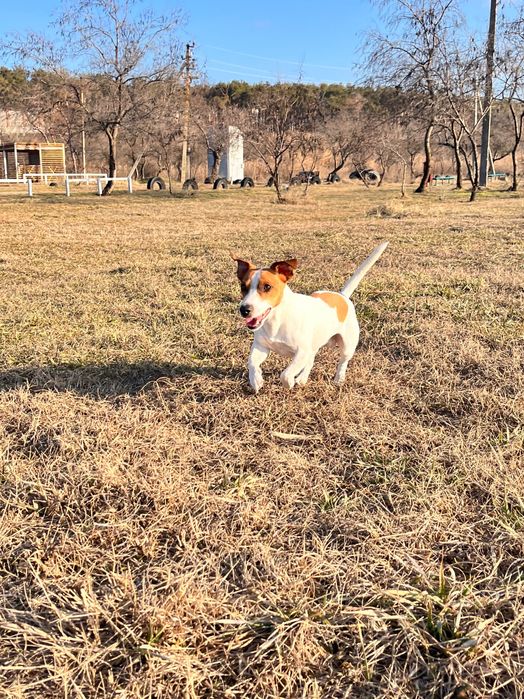 Безкоштовна в’язка джек-рассел-тер’єра