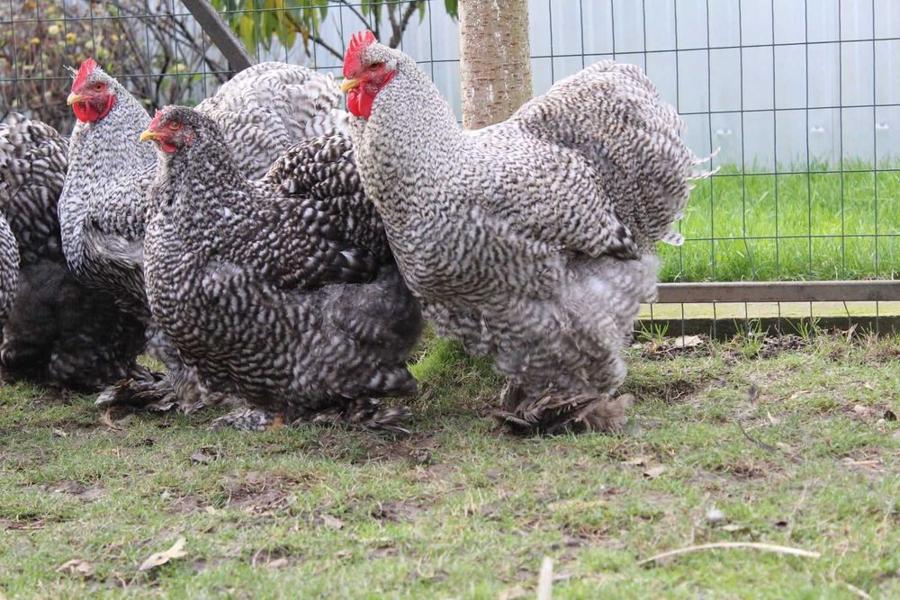 Кури  Кохи-Кохинхин