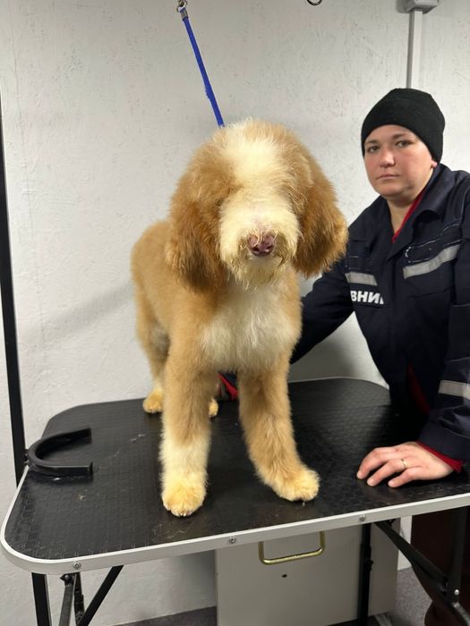 Королевский китайский гигант пудель/лабродудль