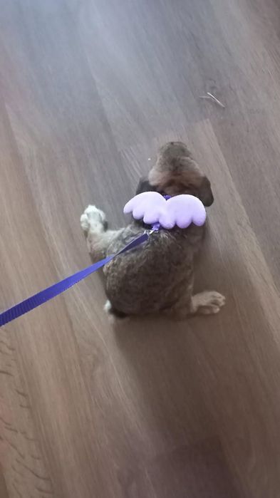 Повідок для декоративного кролика