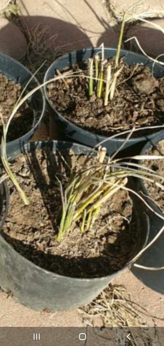 Trawa pampasowa 4 sadzonki w doniczkach