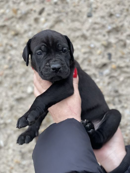 American Bandog - pies