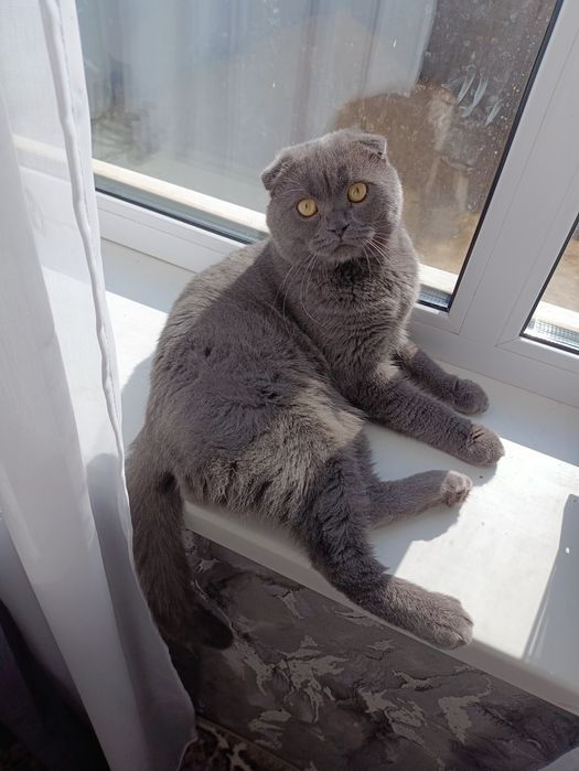 Шотландський весловухий кіт