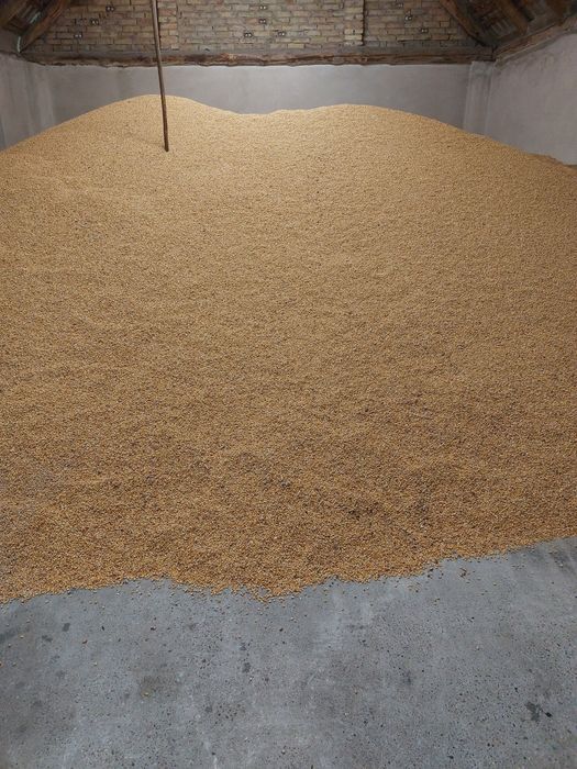 Kukurydza sucha, cała, kruszona, mielona