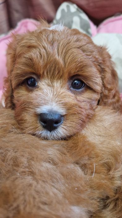 Sunia cavapoo f1