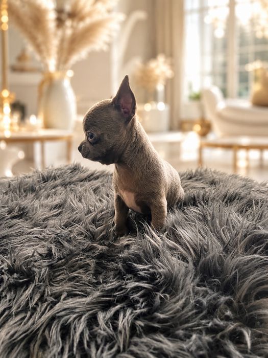 Chihuahua długowłosy