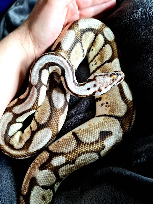 Sprzedam węża nie zbożowego