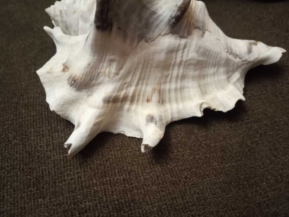 Мушлі для декору та акваріума.