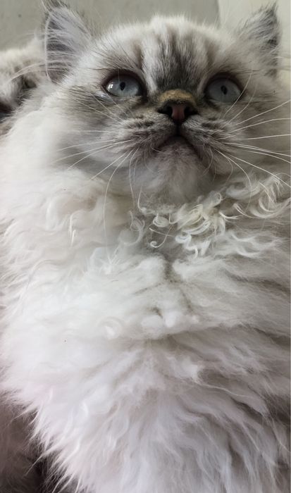 Девочка в шикарной шубе