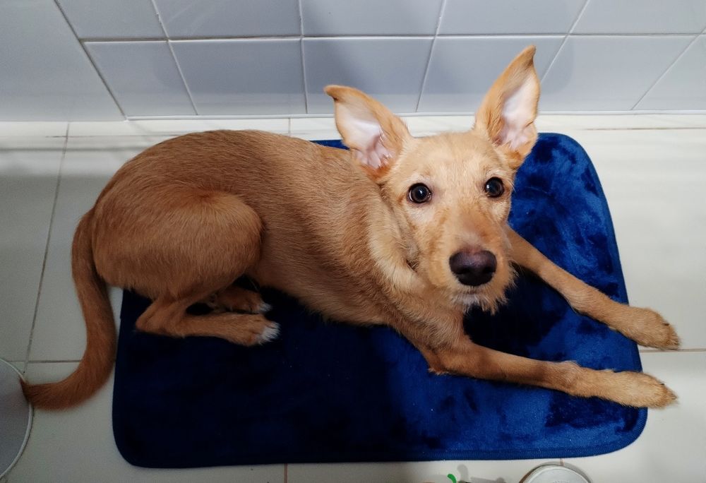 Alf, um Podengo Português para adopção responsável.