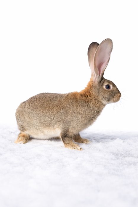 Belgijski Olbrzym Szary BOS 3 samce