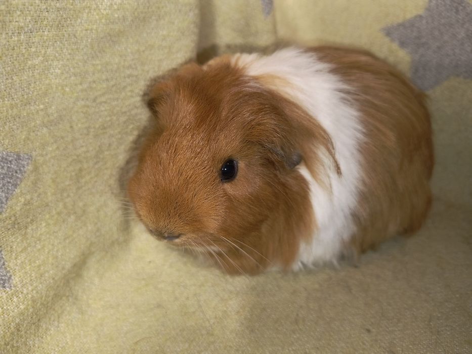 Морські свинки різних порід з домашнього розплідника