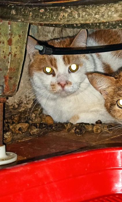 Отдам рыже-белого кота, кастрирован, умерла хозяйка