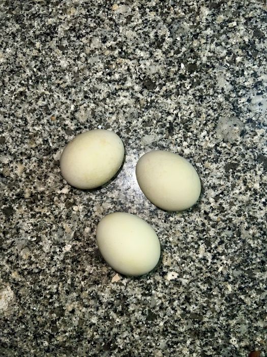 Ovos Galados Oliver Egger F1 (galinha dos ovos verdes)