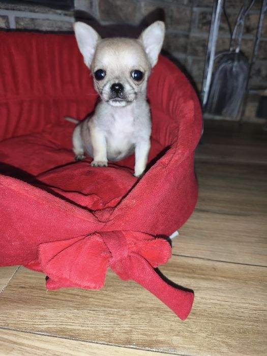 Chihuahua xxs bardzo malutki