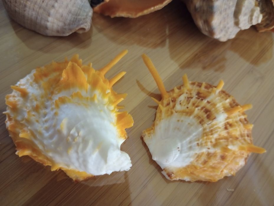 Мушлі  морські .