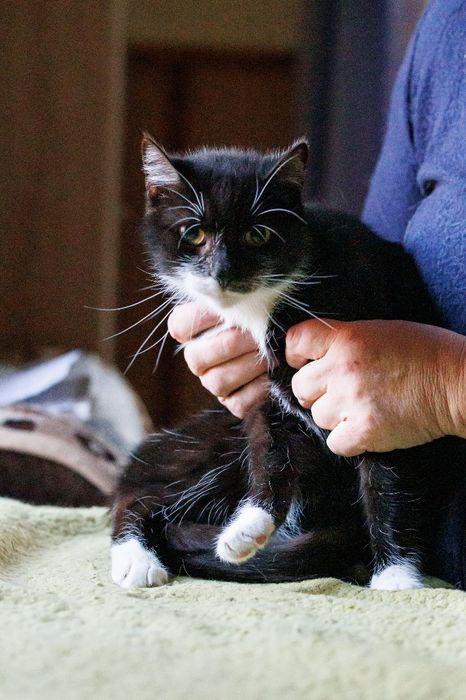 Czarno-biały kocurek Śliniak czeka na adopcję